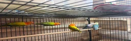 Lovebirds birds for sale: Lovebirds - Advert 5