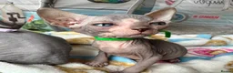 Sphynx cats for sale: Just 2 gorgeous boys left now - Advert 17