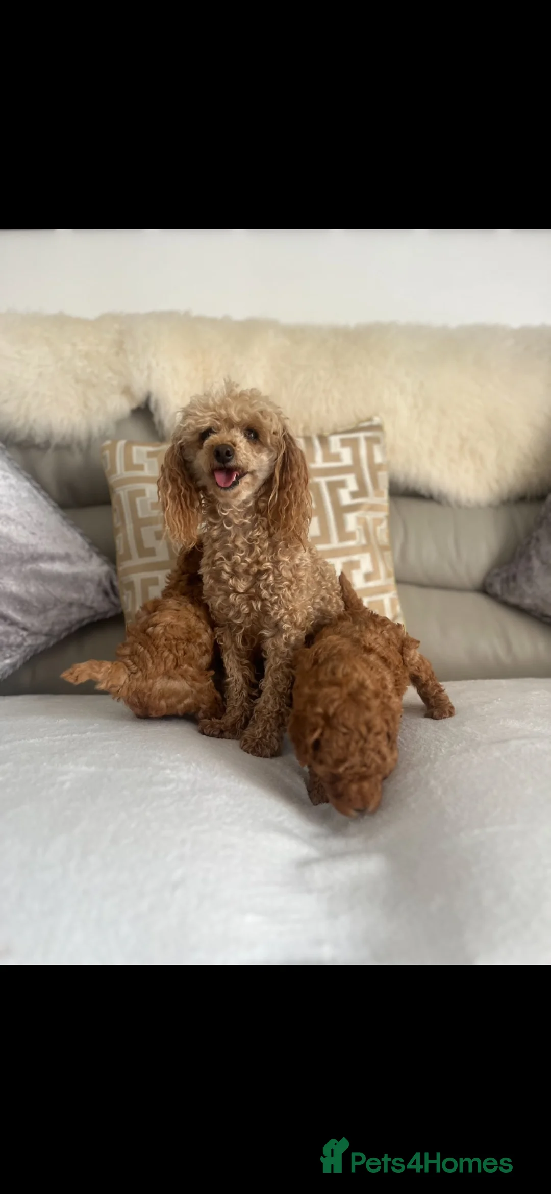 Toy Poodle dogs for sale: KC Toy poodle girl PRA clear 8 weeks old!  - Advert 9