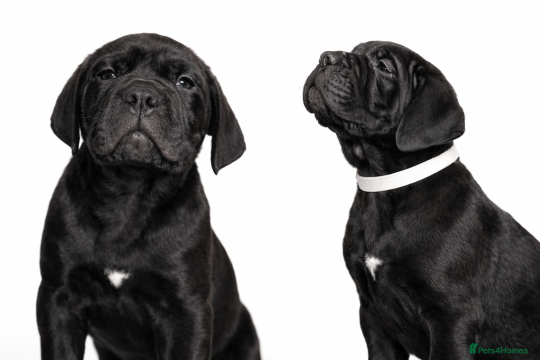 Cane Corso dogs for sale: Cane Corso Puppies – Champion European Lines - Advert 9