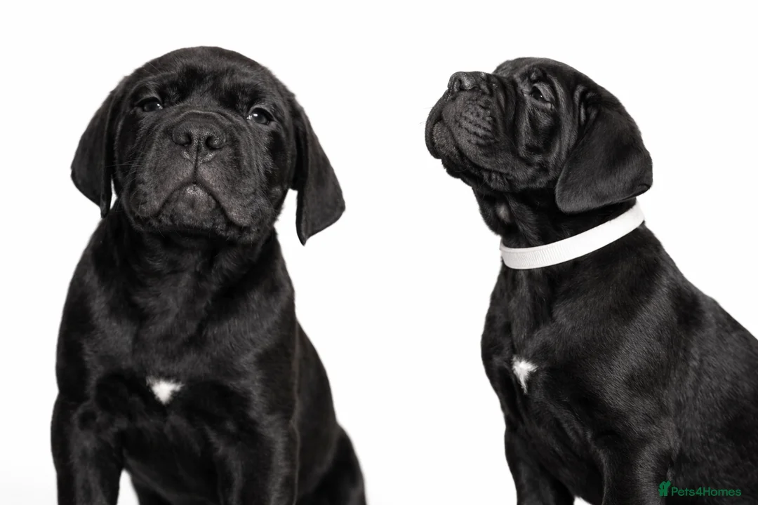 Cane Corso dogs for sale: Cane Corso Puppies – Champion European Lines - Advert 7