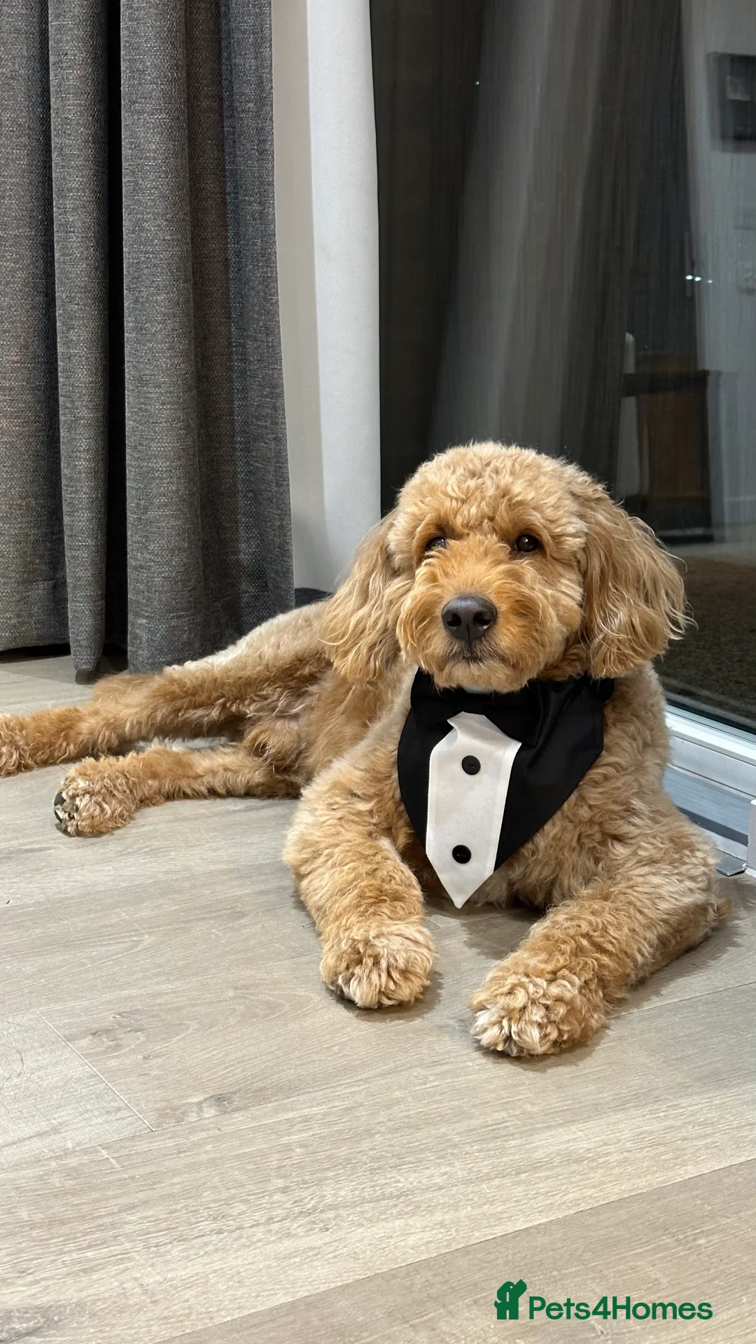 Goldendoodle dogs for stud: Proven Miniature Goldendoodle Stud – Noah 🐾 in London - Advert 13
