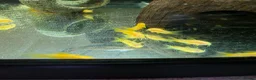 Corys fish for sale: Albino Gold Lazers Corys - Advert 9