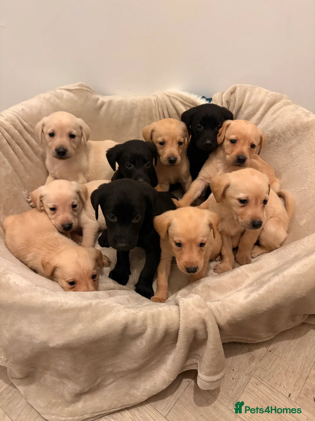 Labrador Retriever dogs for sale: Chunky Labrador puppies  in West Malling - Advert 1