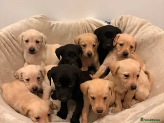 Labrador Retriever dogs Chunky Labrador puppies - Advert 9