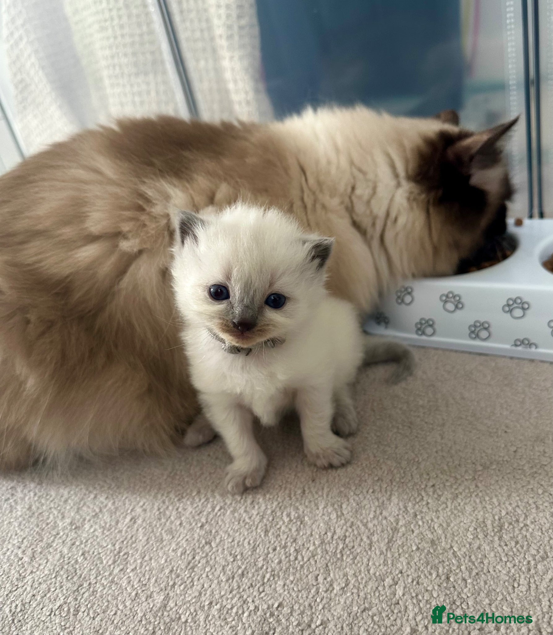 Ragdoll cats Gorgeous Chunky Ragdoll Litter - Advert 6