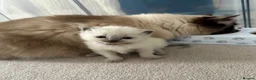 Ragdoll cats for sale: Gorgeous Chunky Ragdoll Litter - Advert 1