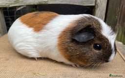 Guinea Pig rodents for sale: Pretty sow - Image 1