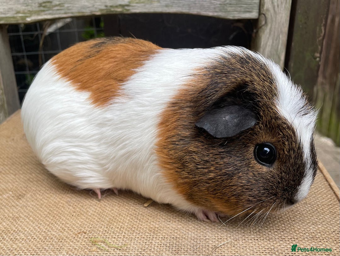 Guinea Pig rodents for sale: Pretty sow - Image 1
