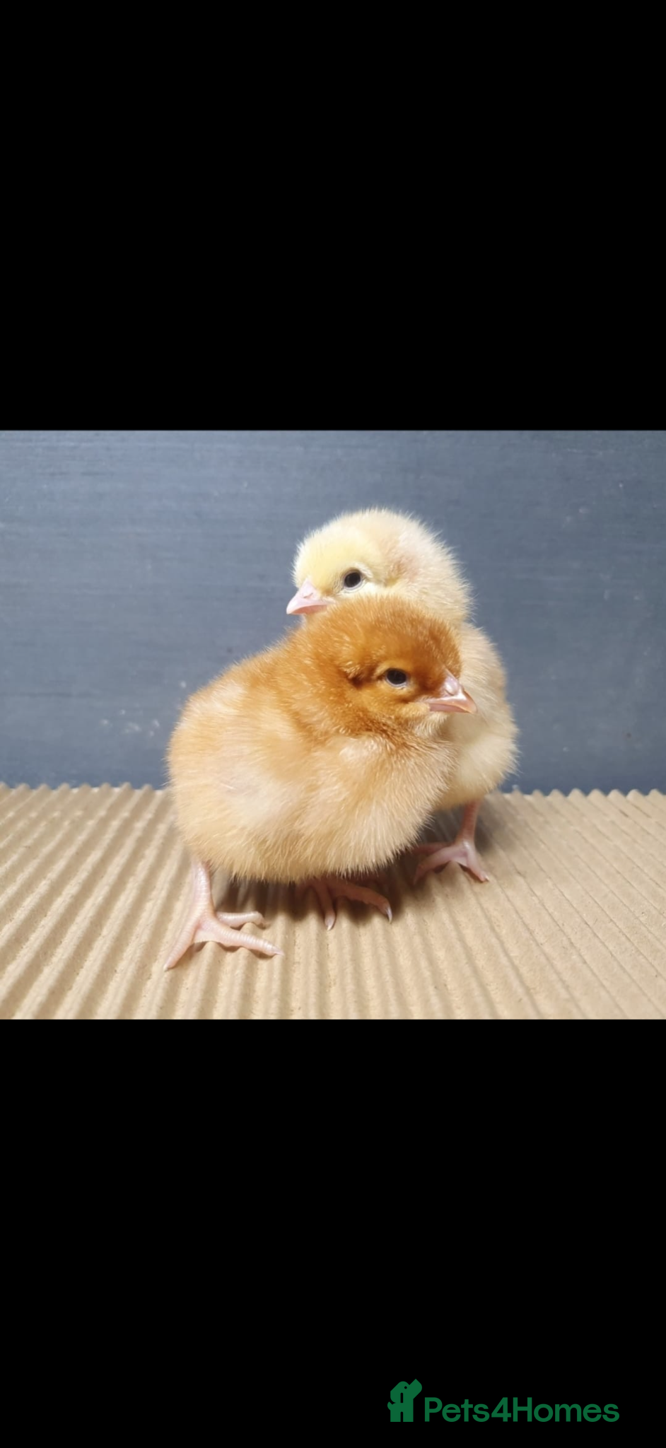 Chickens poultry Baby chicks - Advert 3