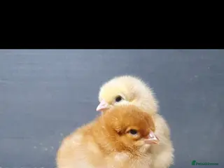 Chickens poultry Baby chicks - Advert 2