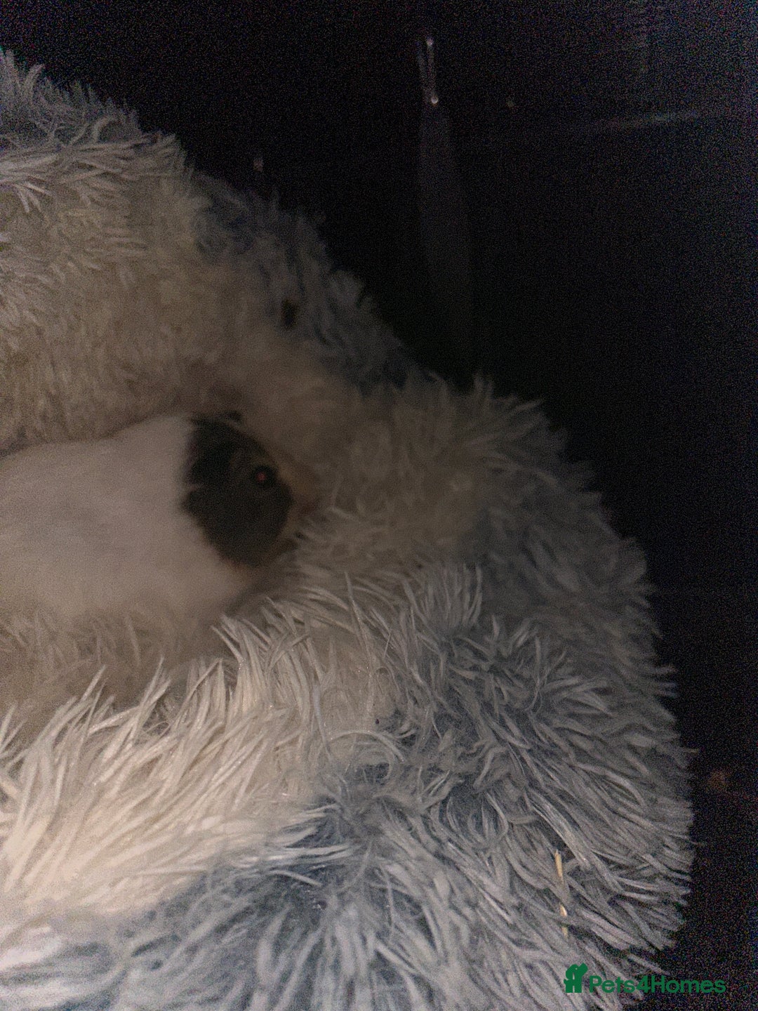 Guinea Pig rodents for sale: Two female Guiana pigs  - Advert 5