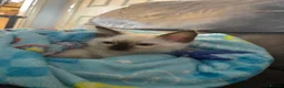 Ragdoll cats for sale: Beautiful ragdoll babies  - Advert 5