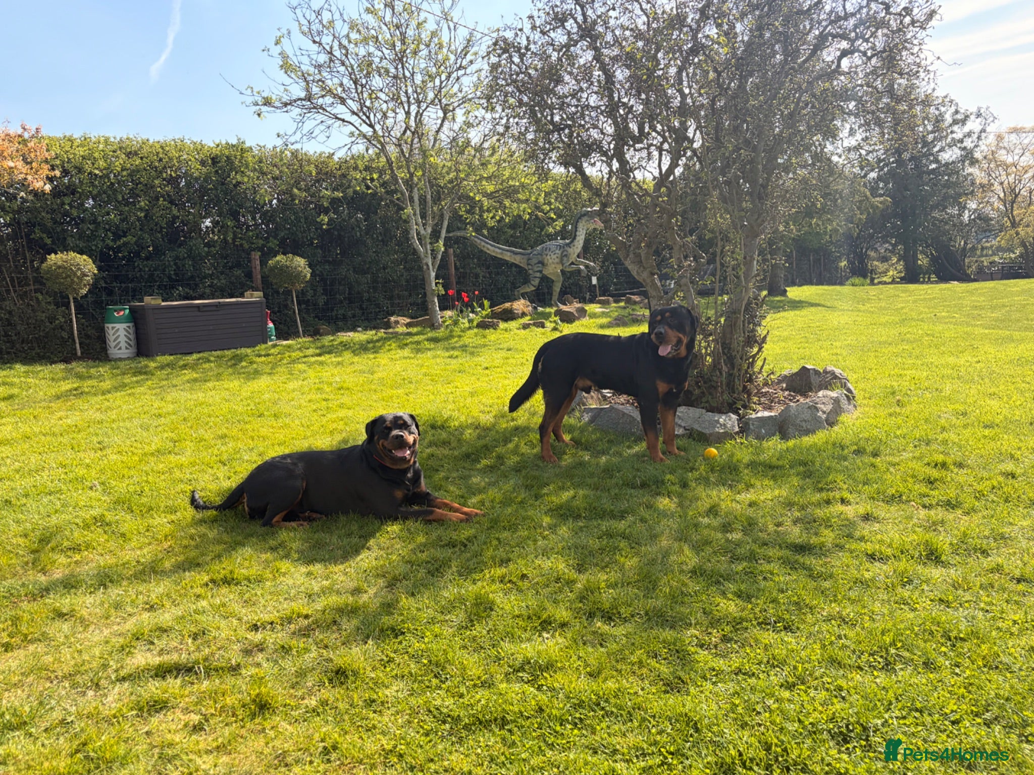 Rottweiler dogs Outstanding Rottweiler Puppies - Advert 6