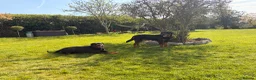 Rottweiler dogs for sale: Outstanding Rottweiler Puppies - Advert 1