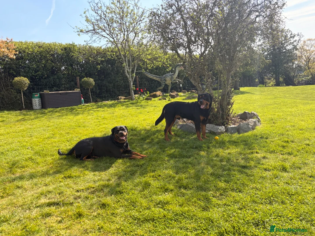 Rottweiler dogs for sale: Outstanding Rottweiler Puppies - Advert 1