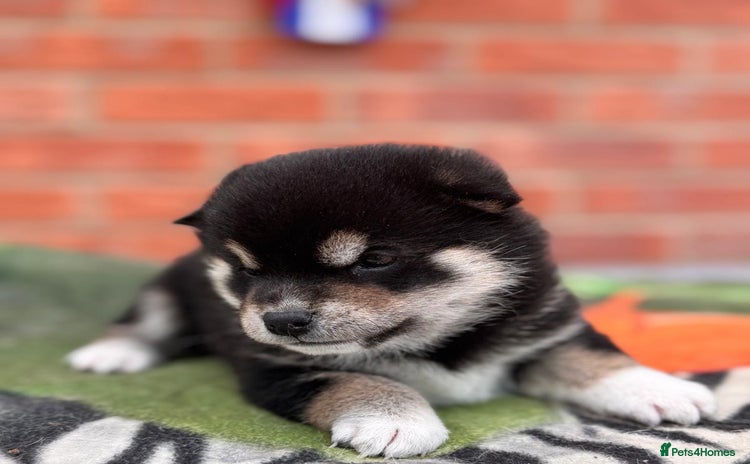 Japanese Shiba Inu dogs Health tested Japanese Shiba Inu  - Advert 6