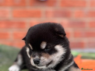 Japanese Shiba Inu dogs Health tested Japanese Shiba Inu - Advert 6