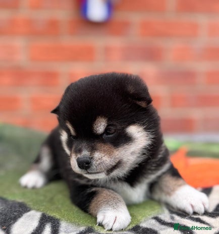 Japanese Shiba Inu dogs Health tested Japanese Shiba Inu - Advert 6