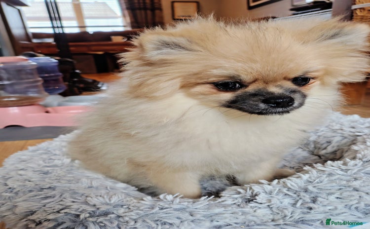 Pomeranian dogs in Taunton - Advert 4