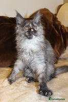 Maine Coon cats Beautiful GCCF registerd Maine Coon Girls - Advert 4