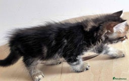 Siberian cats for sale: Beautiful purebred Siberian kittens-Hypoallergenic - Image 36