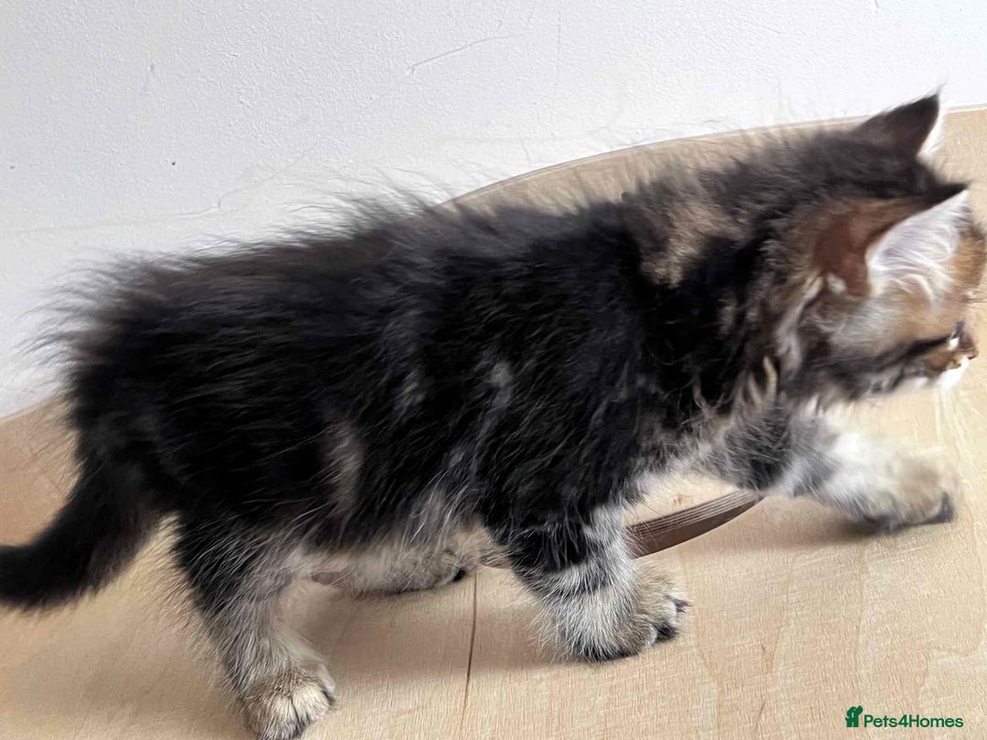 Siberian cats for sale: Beautiful purebred Siberian kittens-Hypoallergenic - Image 36