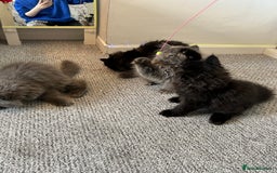 Persian cats for sale: Persian cats London  - Advert 13