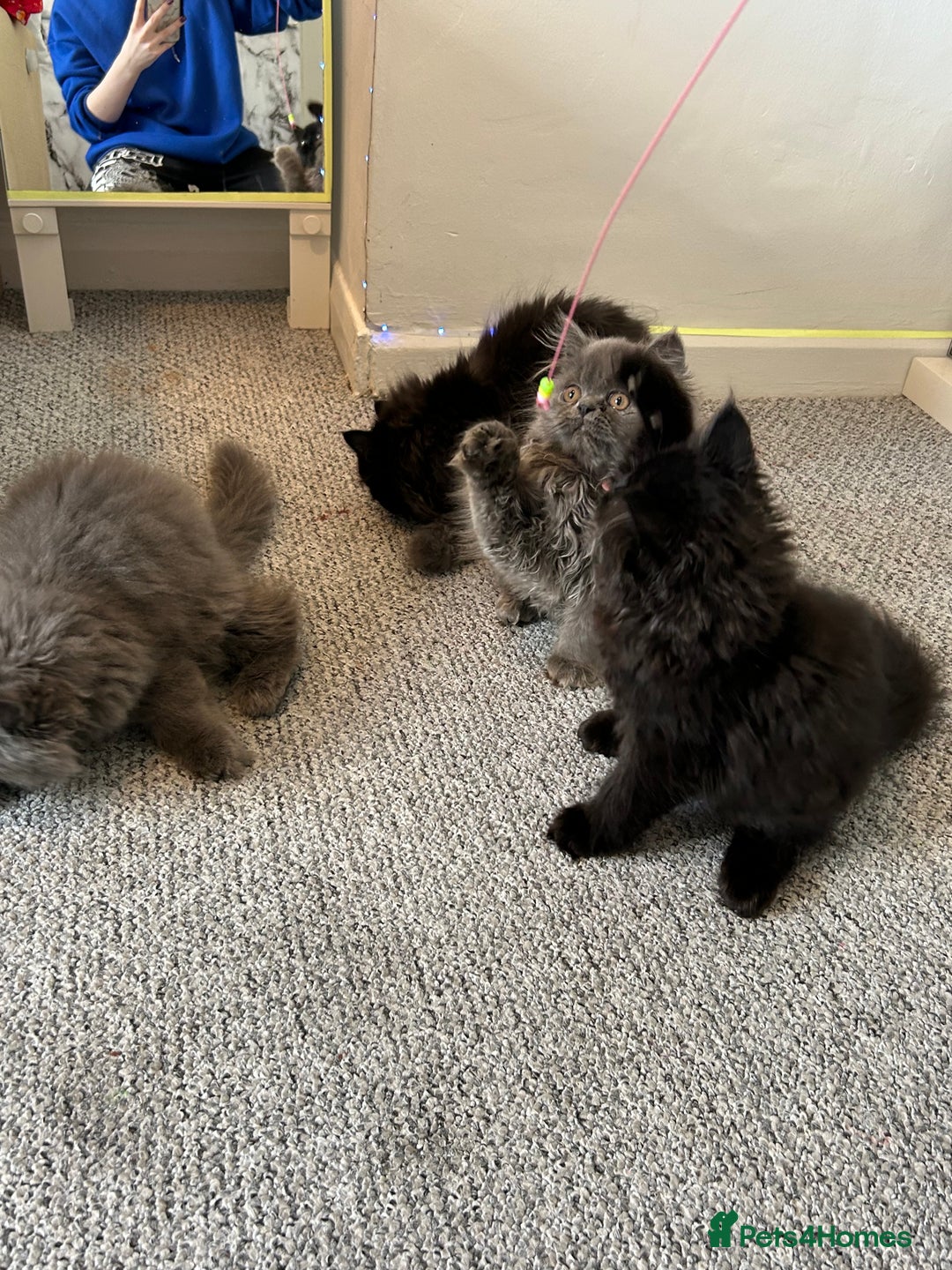 Persian cats for sale: Persian cats London  - Advert 13