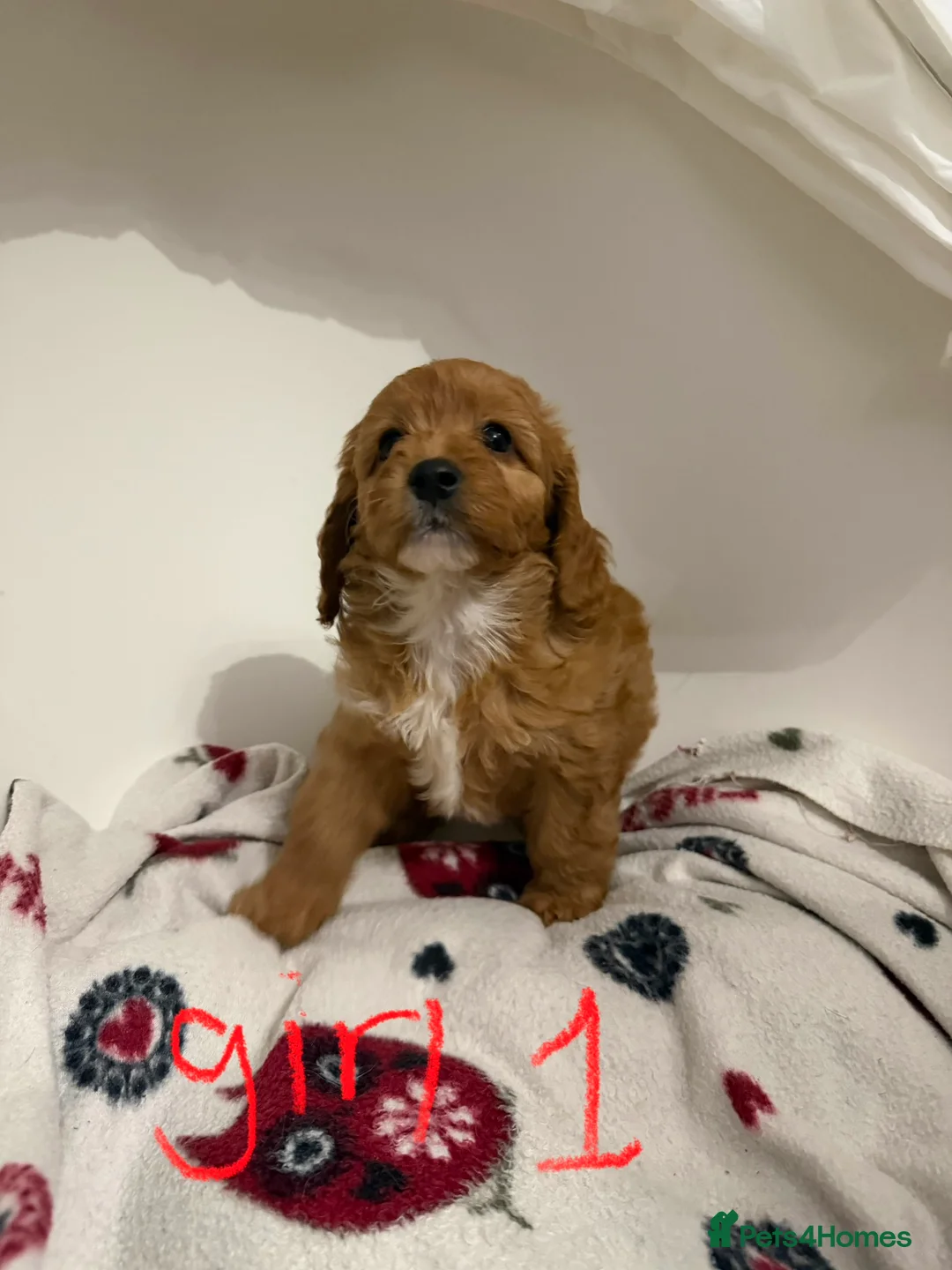 Cockapoo dogs for sale: F1 cockerpoo puppies ready to leave next Thursday - Advert 5