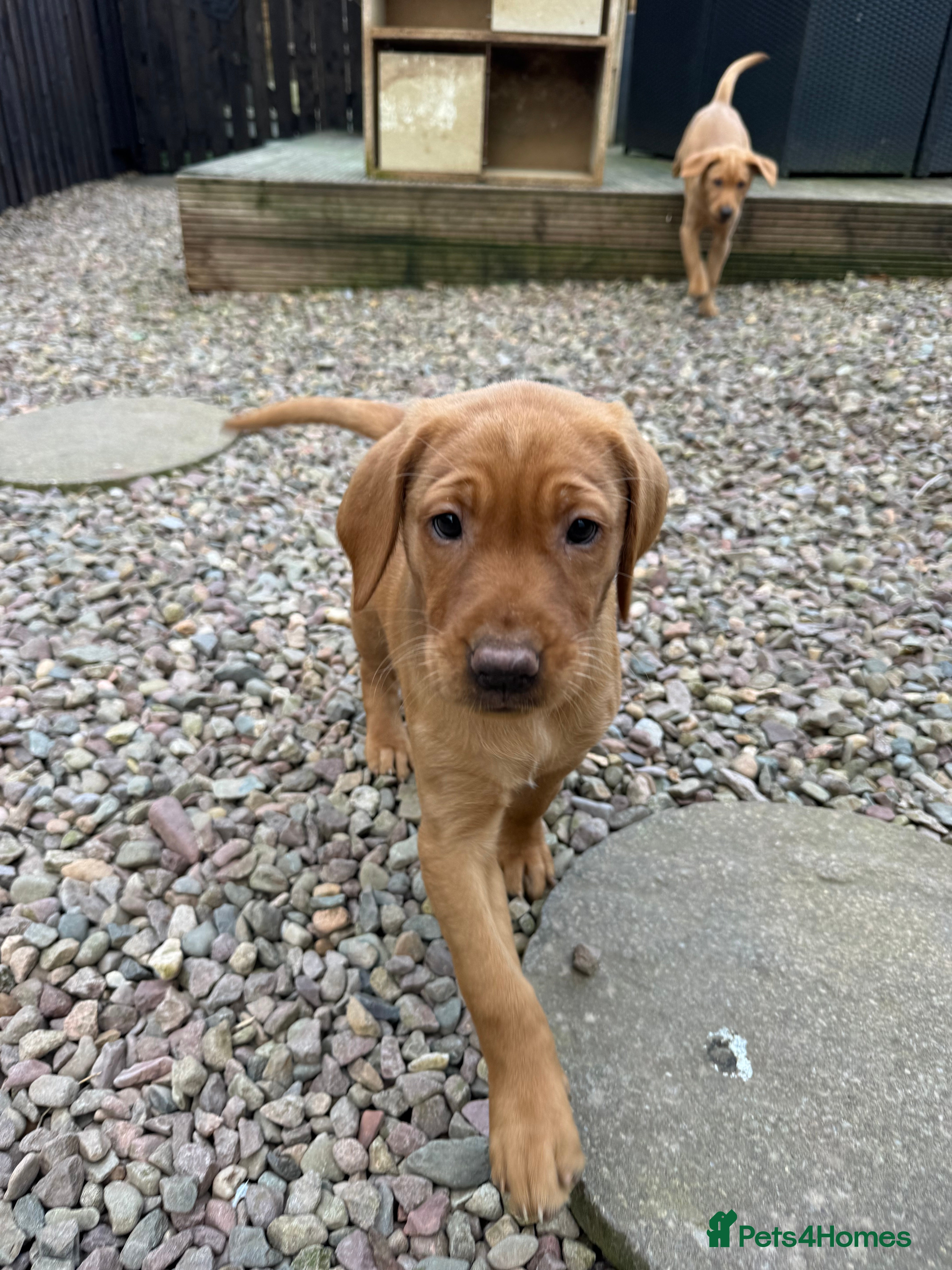 Labrador Retriever dogs KC Registered Fox Red Labrador Puppies  - Advert 16