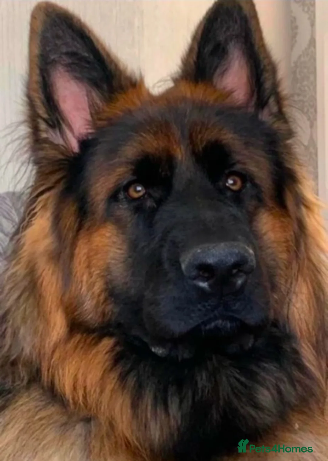 German Shepherd dogs for sale: Stunning Pedigree Female German Shepherd Puppy - Advert 9