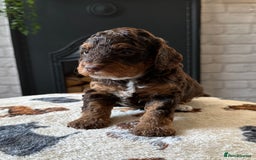 Cockapoo dogs for sale: Not Just Any Cockapoo Puppies – The Special Few - Image 5
