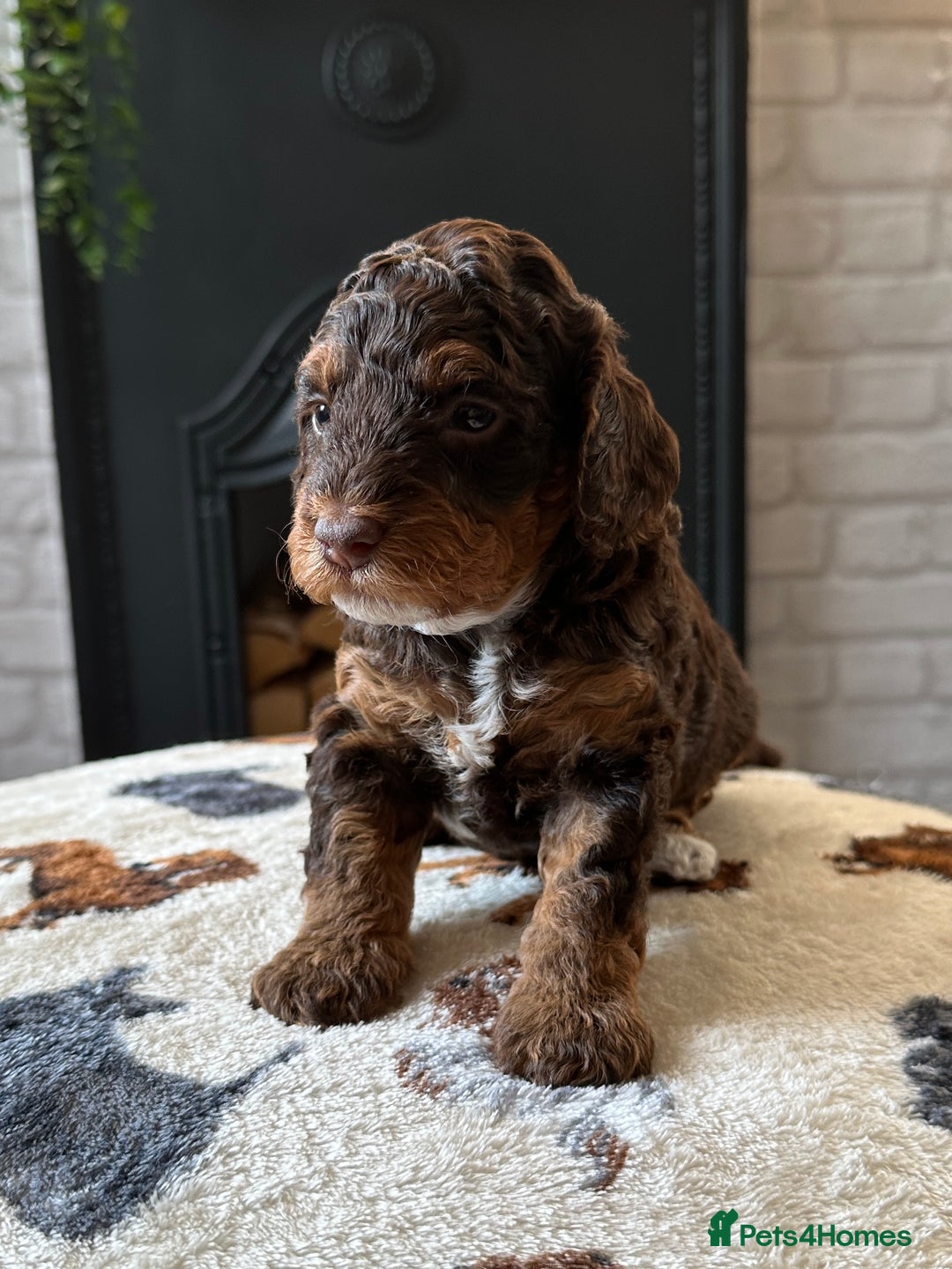 Cockapoo dogs for sale: Not Just Any Cockapoo Puppies – The Special Few - Image 5