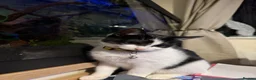 Mixed Breed cats for sale: Beautiful small girl - Advert 5