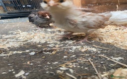 Chickens poultry for sale: Thuringian chickens - Image 3
