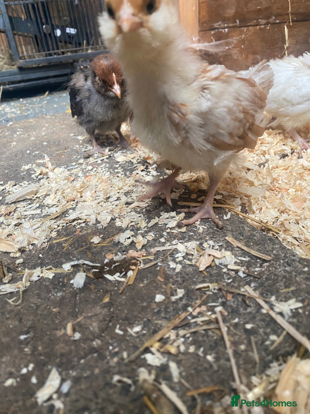 Chickens poultry for sale: Thuringian chickens - Image 3