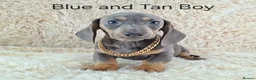 Miniature Dachshund dogs for sale: 💥REDUCED 💥KC Registered Miniature Dachshund  - Advert 12