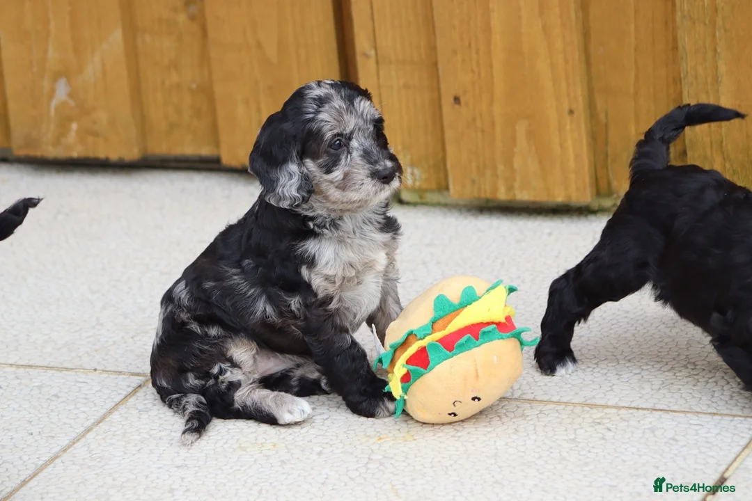 Cockapoo dogs for sale: F1 Cockapoo puppies for sale - Advert 16