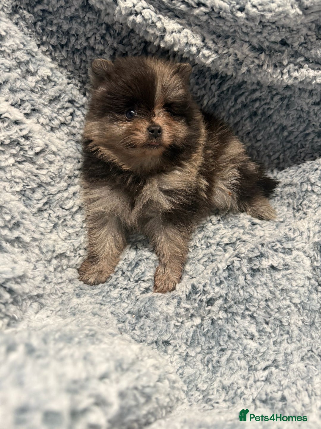 Pomeranian dogs for sale: Puppies Ready for new homes  - Advert 14