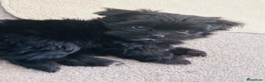 Maltipom 2
