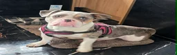 English Bulldog dogs for sale: F1 Mini bull x Kc reg English bulldog - Advert 9