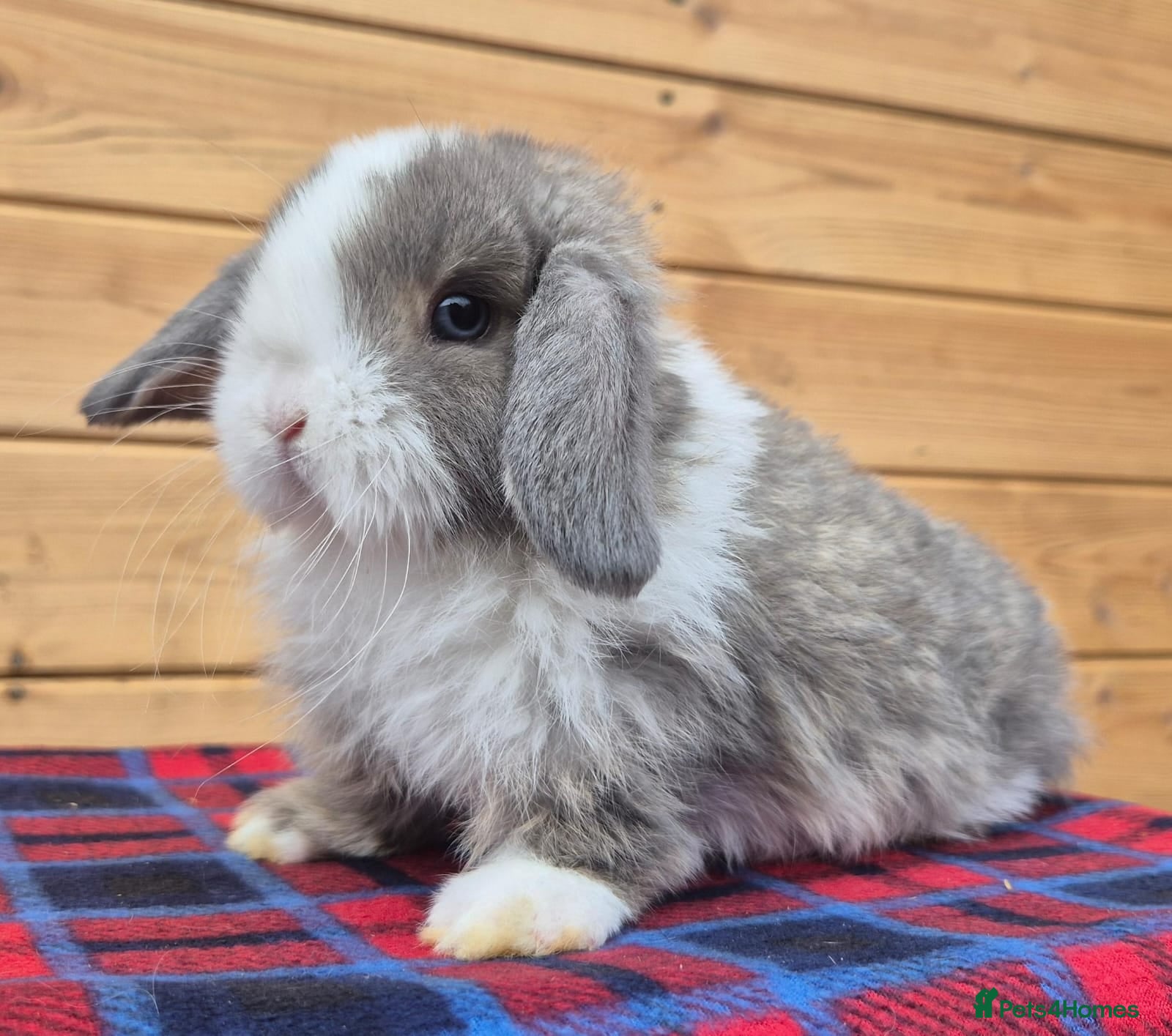 Mini Lop rabbits 🐰 Mini Lop 1 girls left for Sale 🐰 - Advert 11