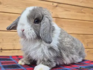Mini Lop rabbits 🐰 Mini Lop 1 girls left for Sale 🐰 - Advert 11