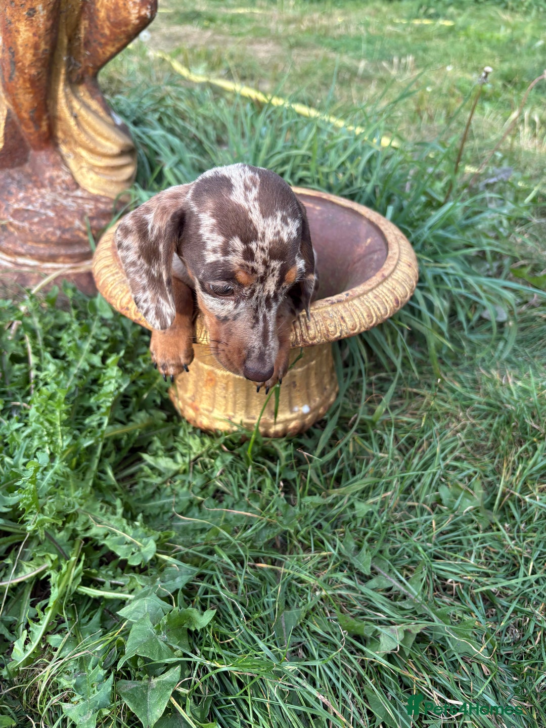 Miniature Dachshund dogs for sale:  Chocolate apple Miniature Dutch hound - Image 12
