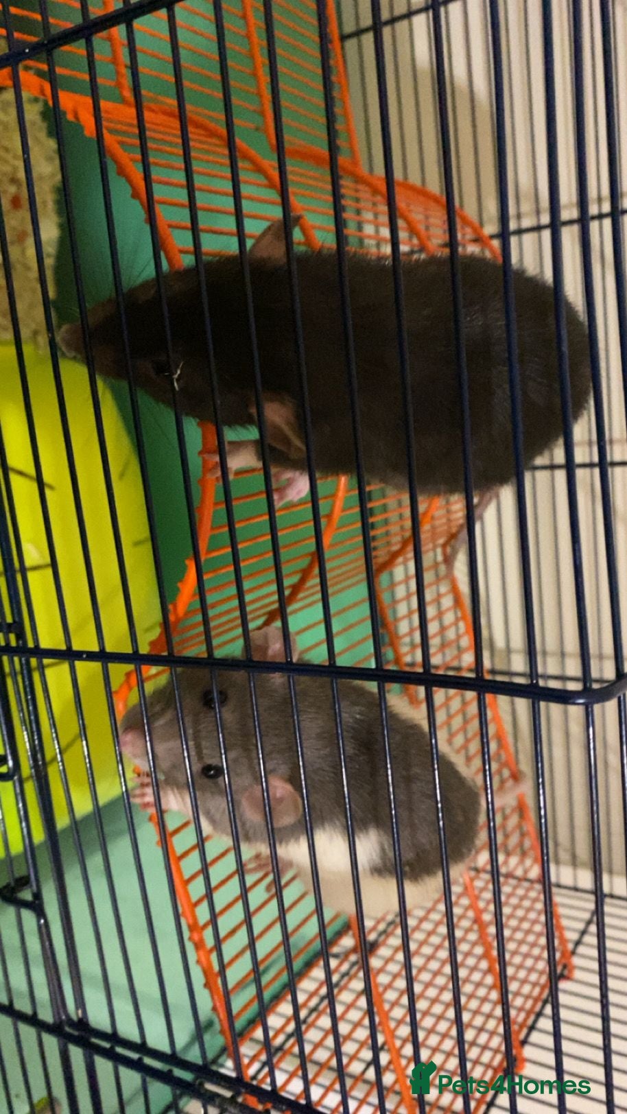 Rat rodents 2 female rats  - Advert 4