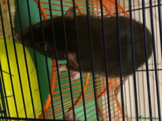Rat rodents 2 female rats - Advert 11