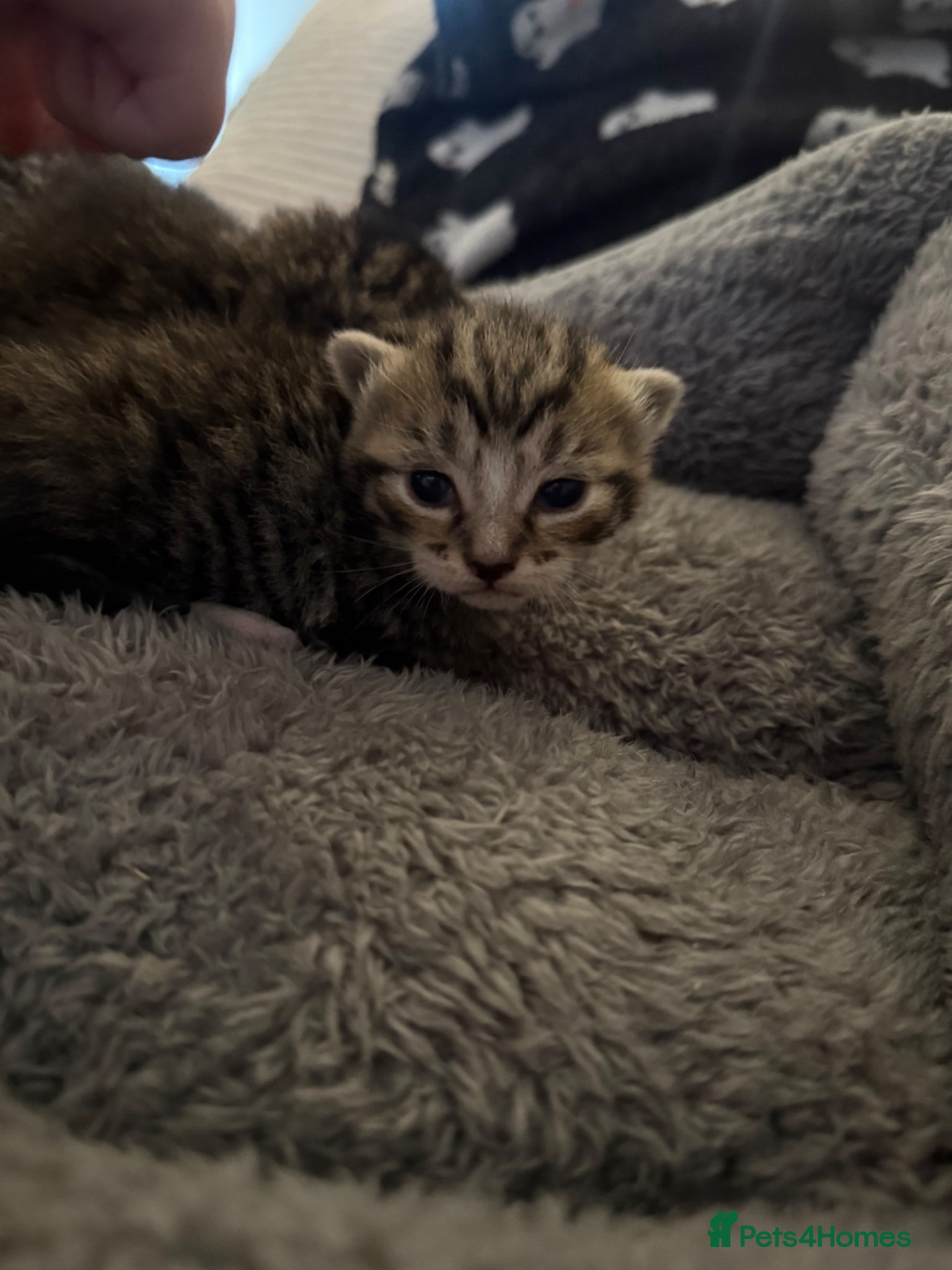 British Shorthair cats Bsh cross kittens  - Advert 11