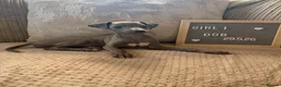 Italian Greyhound dogs for sale: Beautiful small Italian greyhound puppies  in London - Advert 1