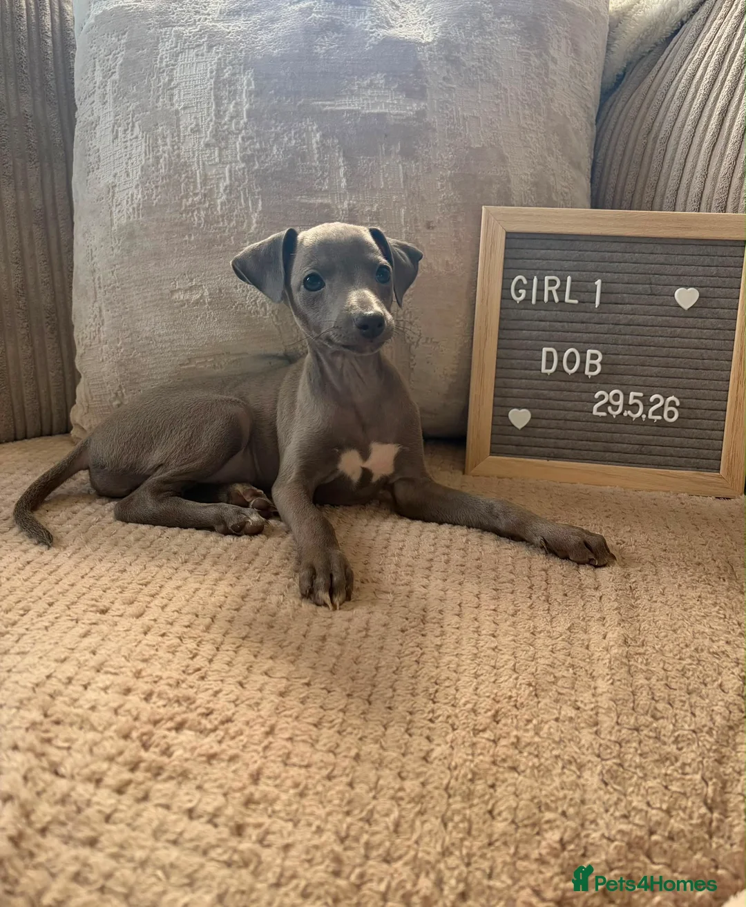 Italian Greyhound dogs for sale: Beautiful small Italian greyhound puppies  in London - Advert 1